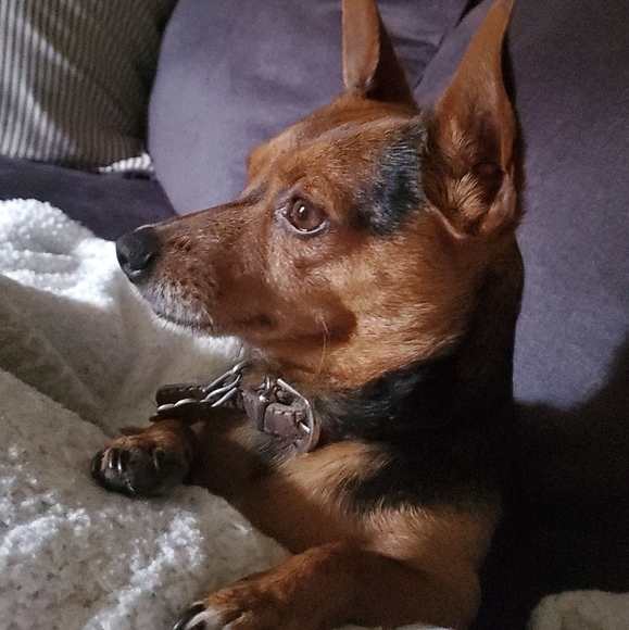 Meet your Posher, Elizabeth - Picture 4 of 7